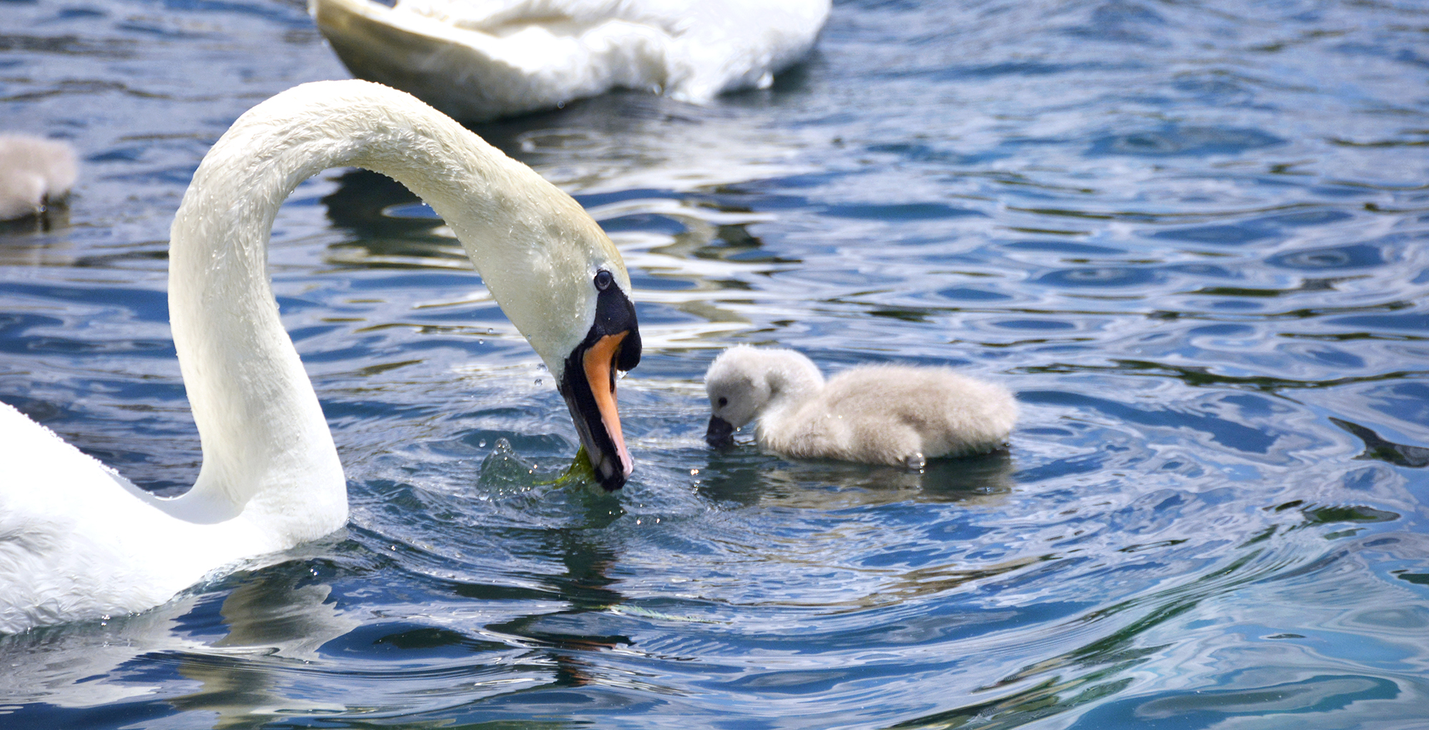 An adult swan and cygnet in Lake Eola.